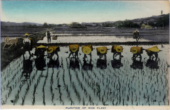 Farming: Planting rice, c. 1910.