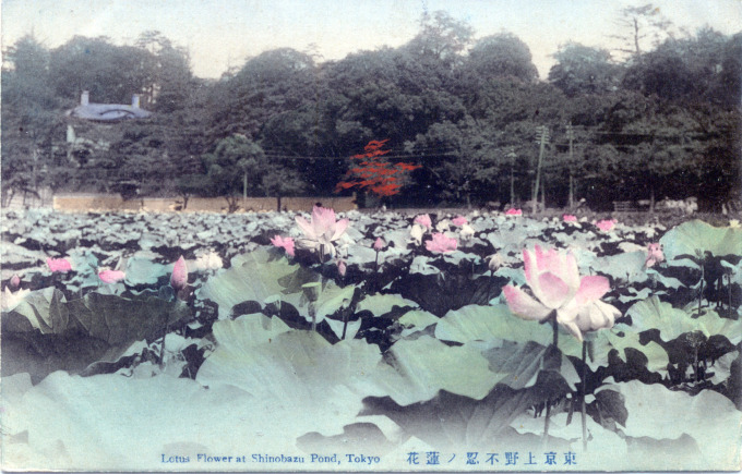 Lotus Flower at Shinobazu Pond, Ueno, c. 1910.