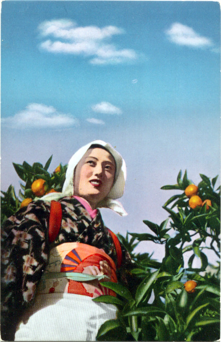 Shizuoka mikan picker, c. 1940.