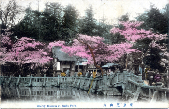Cherry Blossoms at Shiba Park, c. 1910.