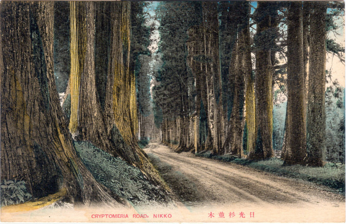 Cryptomeria Road, Nikko, c. 1910.