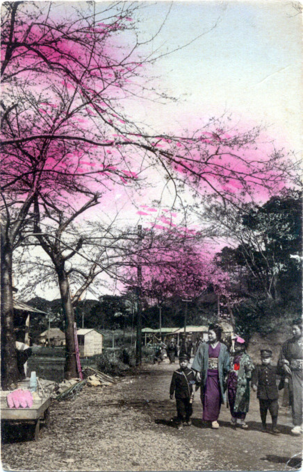 Cherry blossoms, Japan, c. 1910.