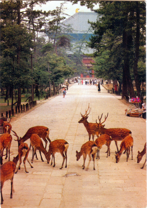 Sacred deer at Nara, c. 1950.