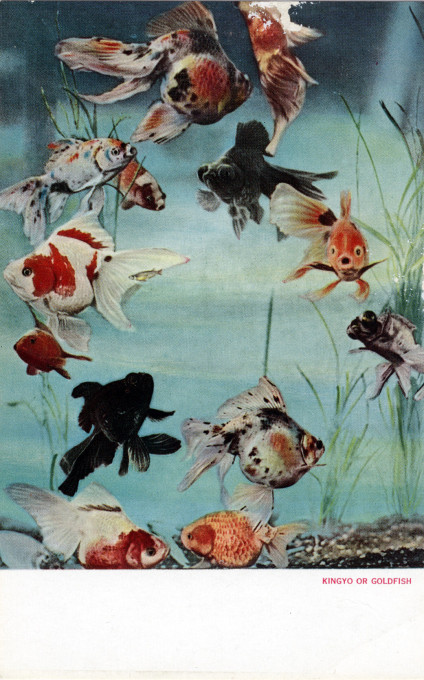 Goldfish, c. 1940.