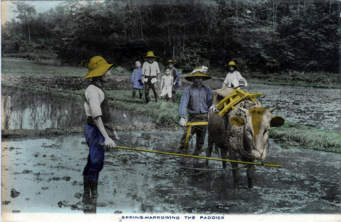 Spring-harrowing the paddies, c. 1910.