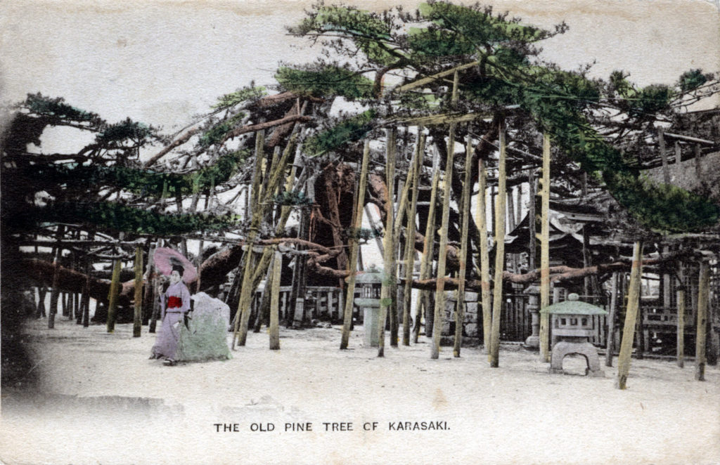 Karasaki pine tree, c. 1910.