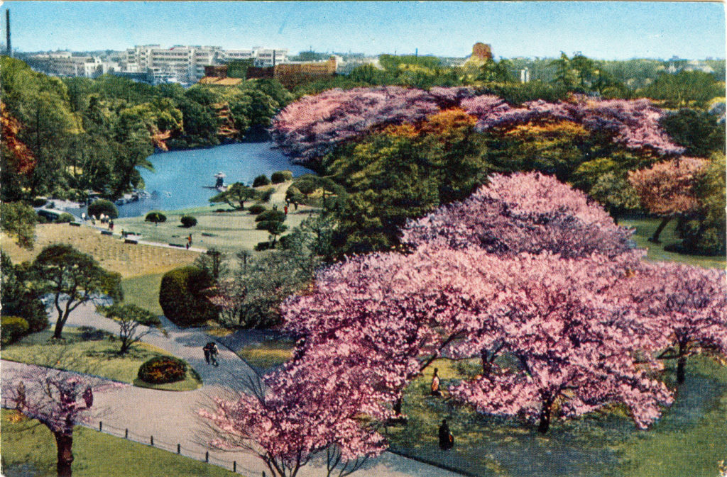 Shinjuku Gyoen (Garden), c. 1960.