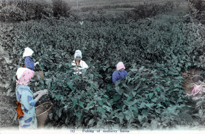 Picking mulberry leaves, c. 1920.