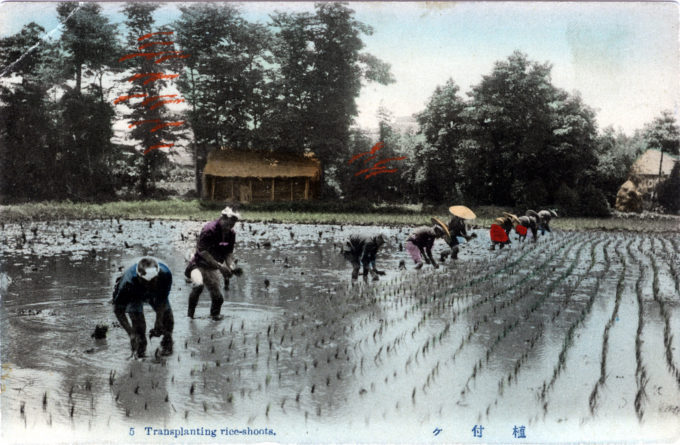 Transplanting rice-shoots, c. 1910.